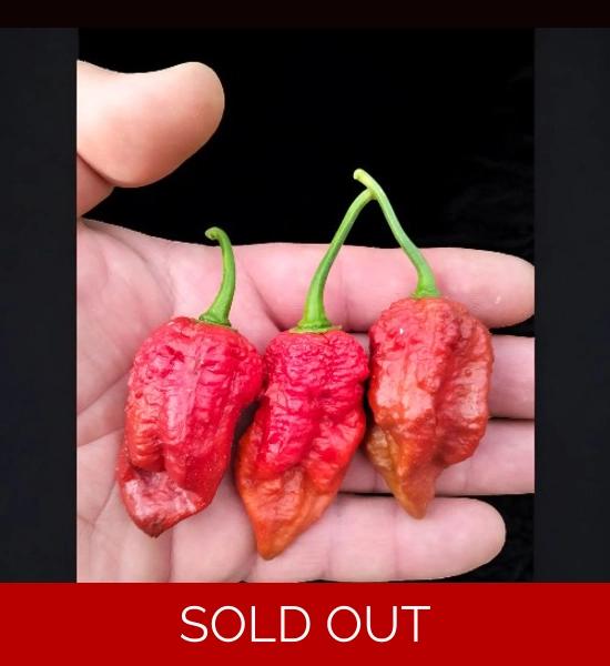 ghost yaki scorpion douglah choco (f5) -> (F6) 10+ SEEDS